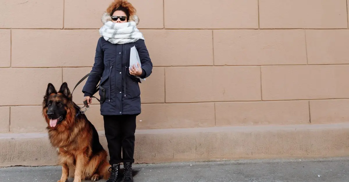 Guía práctica para viajar con animales de asistencia