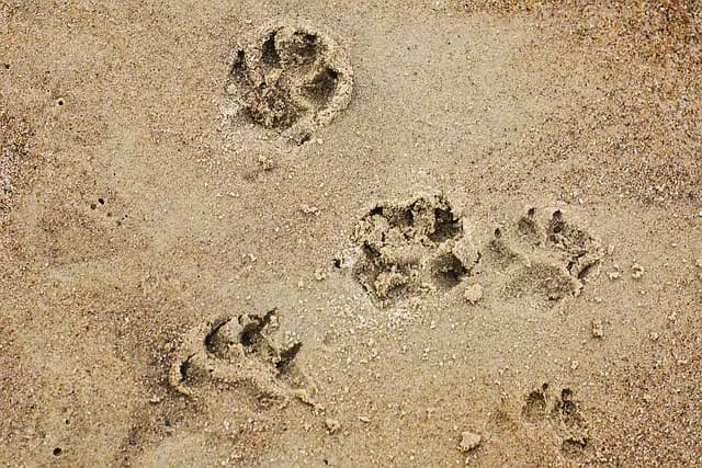 Cómo viajar con mascotas en destinos accesibles