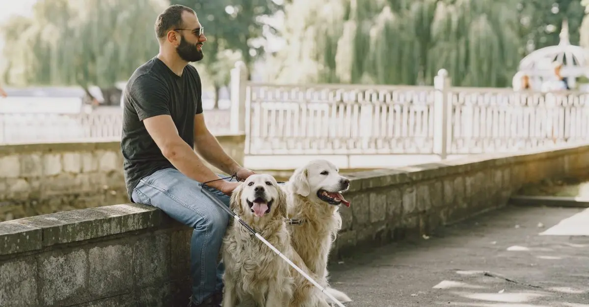 Guía práctica para viajar con perros de asistencia