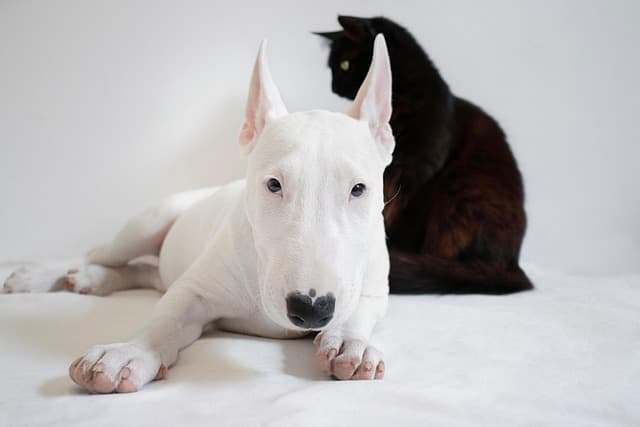 Consejos para viajar con mascotas en destinos accesibles